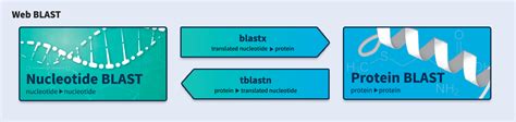 BLAST programs — BLASTHelp documentation.